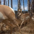 The Role of Wildlife and Biodiversity in Environmental Conservation Efforts in Franklin County, WA