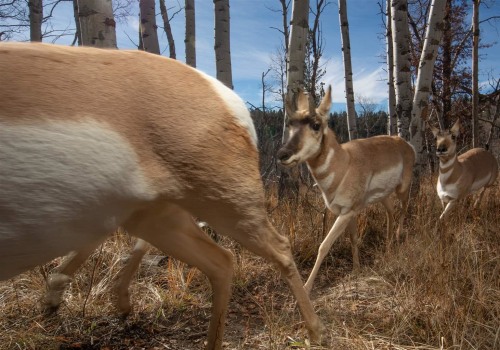 The Role of Wildlife and Biodiversity in Environmental Conservation Efforts in Franklin County, WA